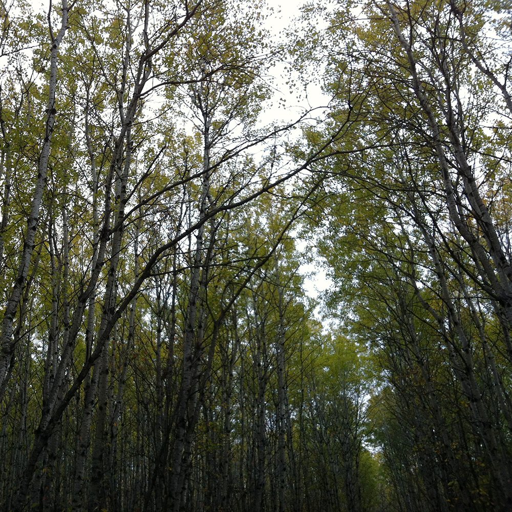 Nimowin Trail photo