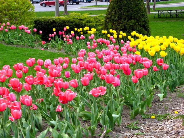Reaume Park