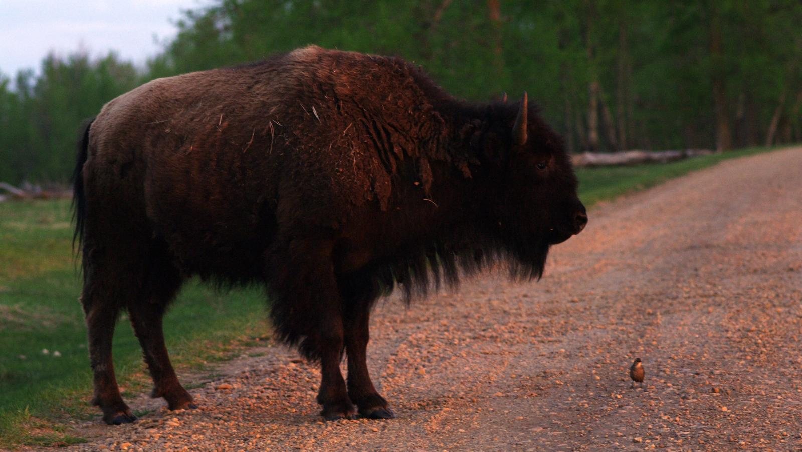 Bison Loop Road