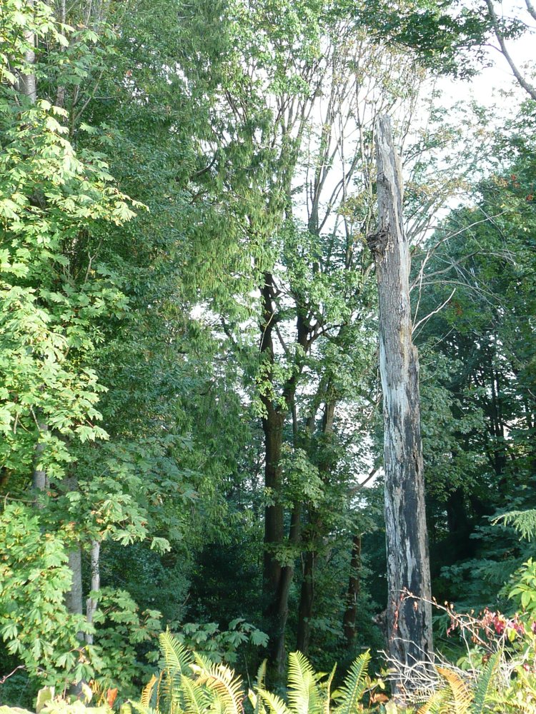 Foreshore Park