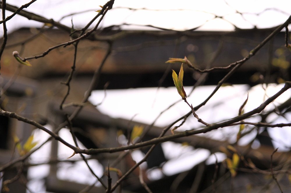 Coquitlam River Trail (Westside)