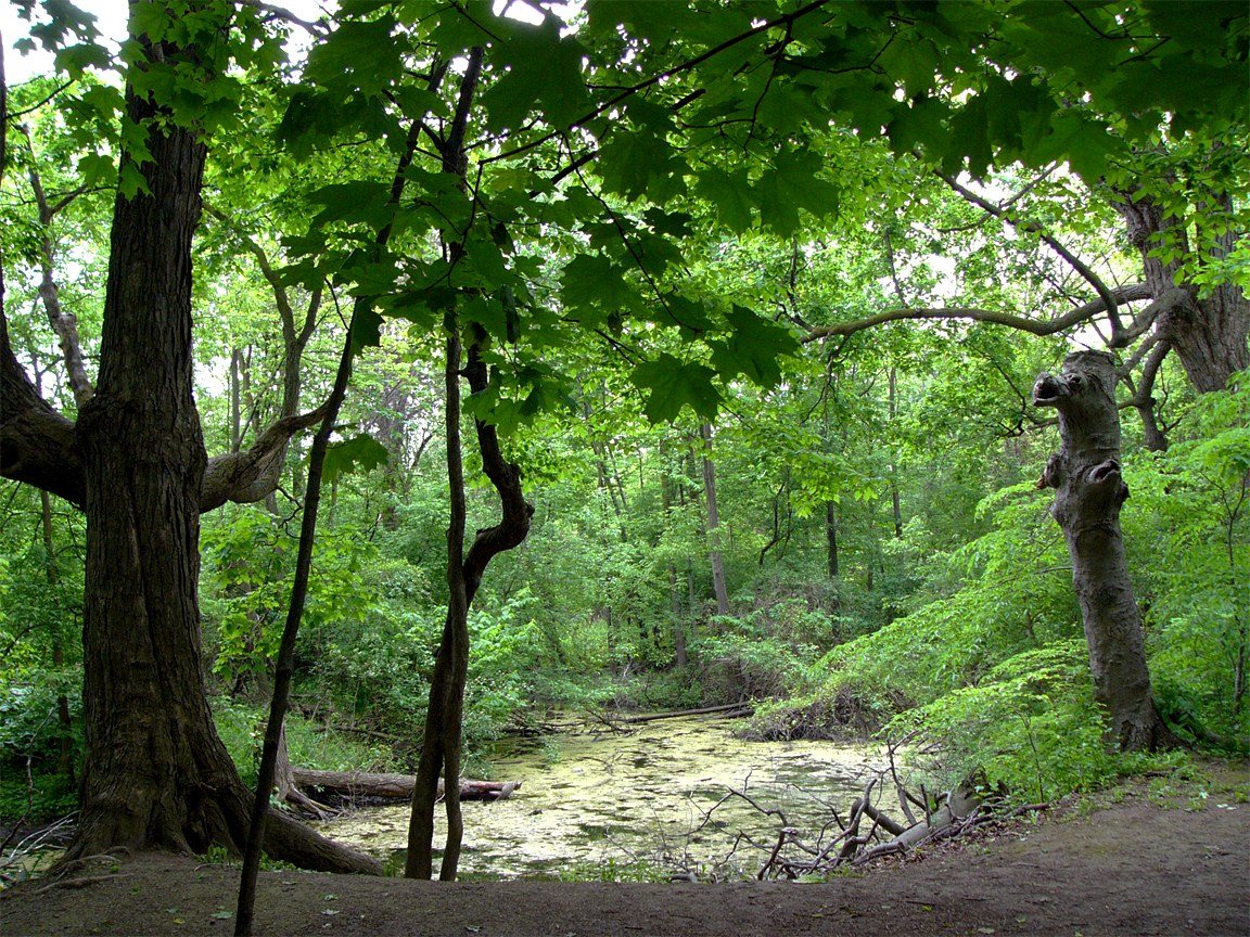 Humber Arboretum
