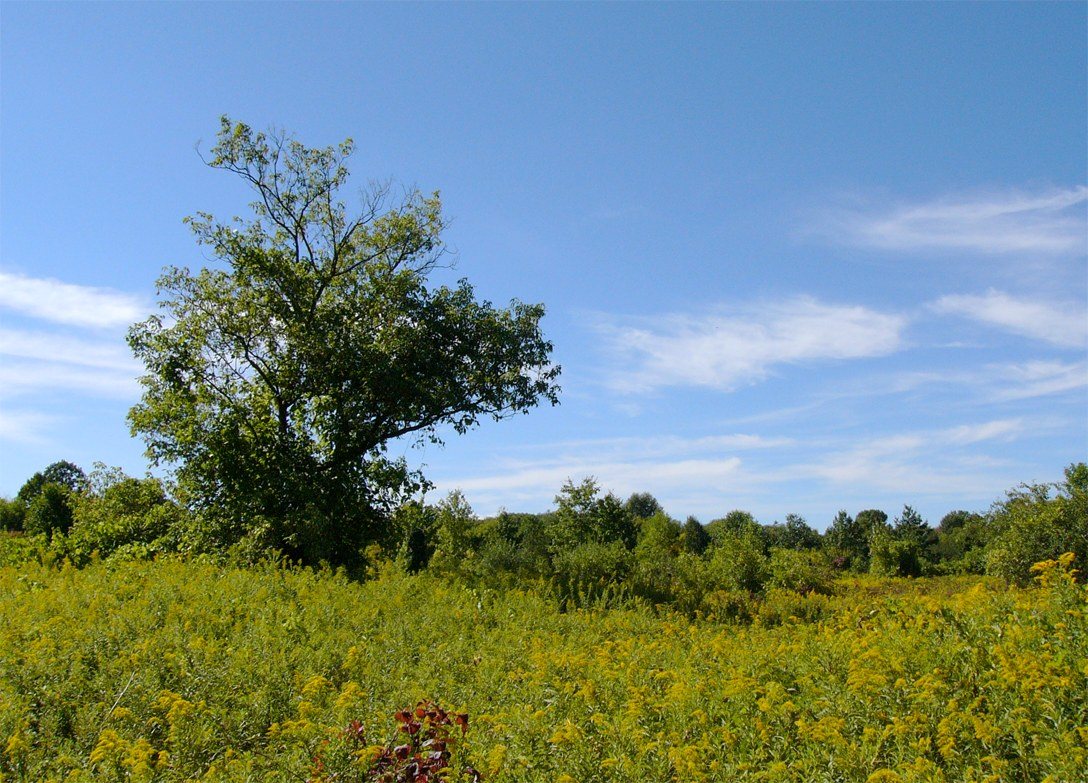 Humber Lot 7