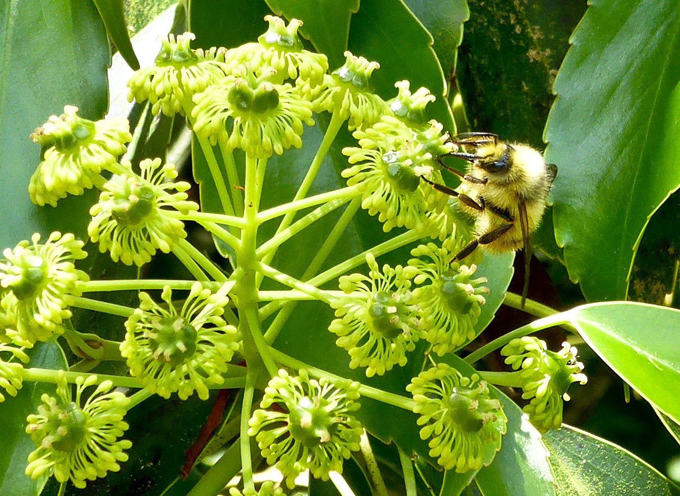 UBC Botanical Garden & Centre for Plant Research