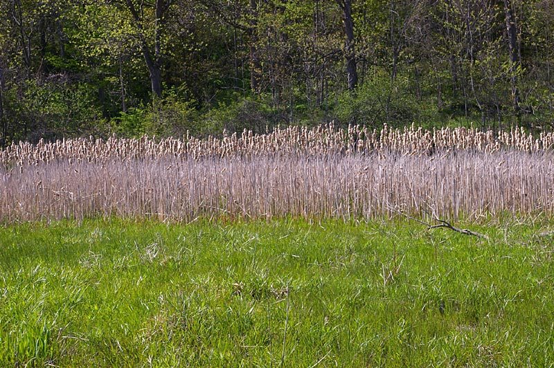 Thornapple Loop