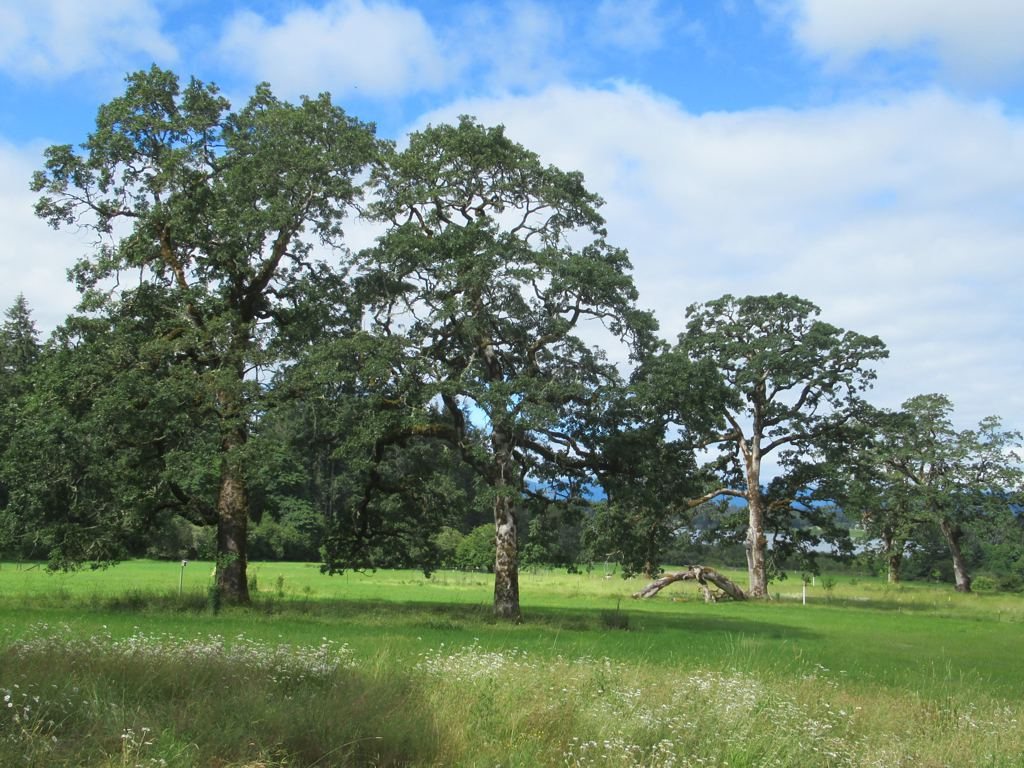 Garry Oak Preserve photo