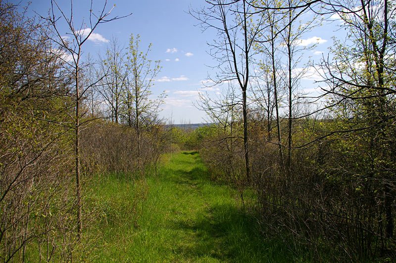 Bruce Trail @ RBG Berry Tract